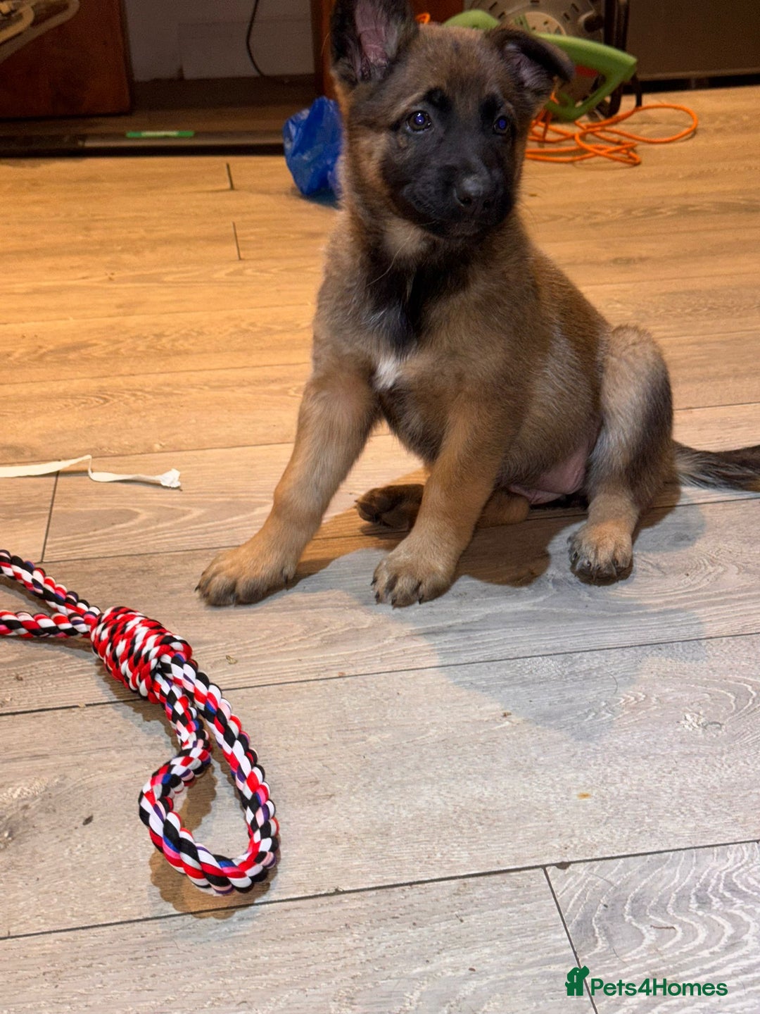 Mixed Breed dogs for sale:  4 Belgian Malinois & German Shepherd Puppies - Advert 7
