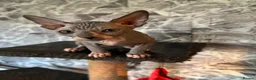 Sphynx cats for sale: Sphynx kittens  - Advert 7