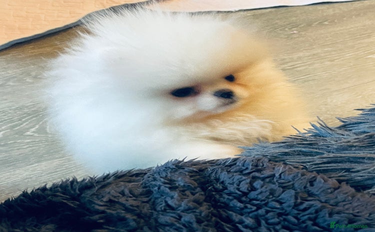 Pomeranian dogs Stunning teddybear face Boys Ready🌟 - Advert 3