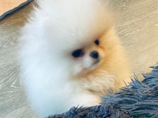 Pomeranian dogs Stunning teddybear face Boys Ready🌟 - Advert 3