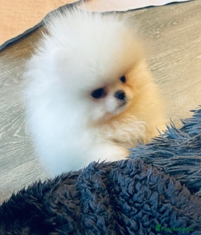 Pomeranian dogs Stunning teddybear face Boys Ready🌟 - Advert 1