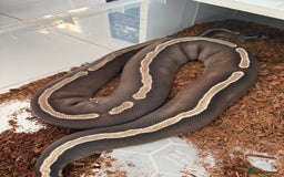 Python Snake reptiles for sale:  Various Ball Pythons special offer this weekend in Bromsgrove - Image 13