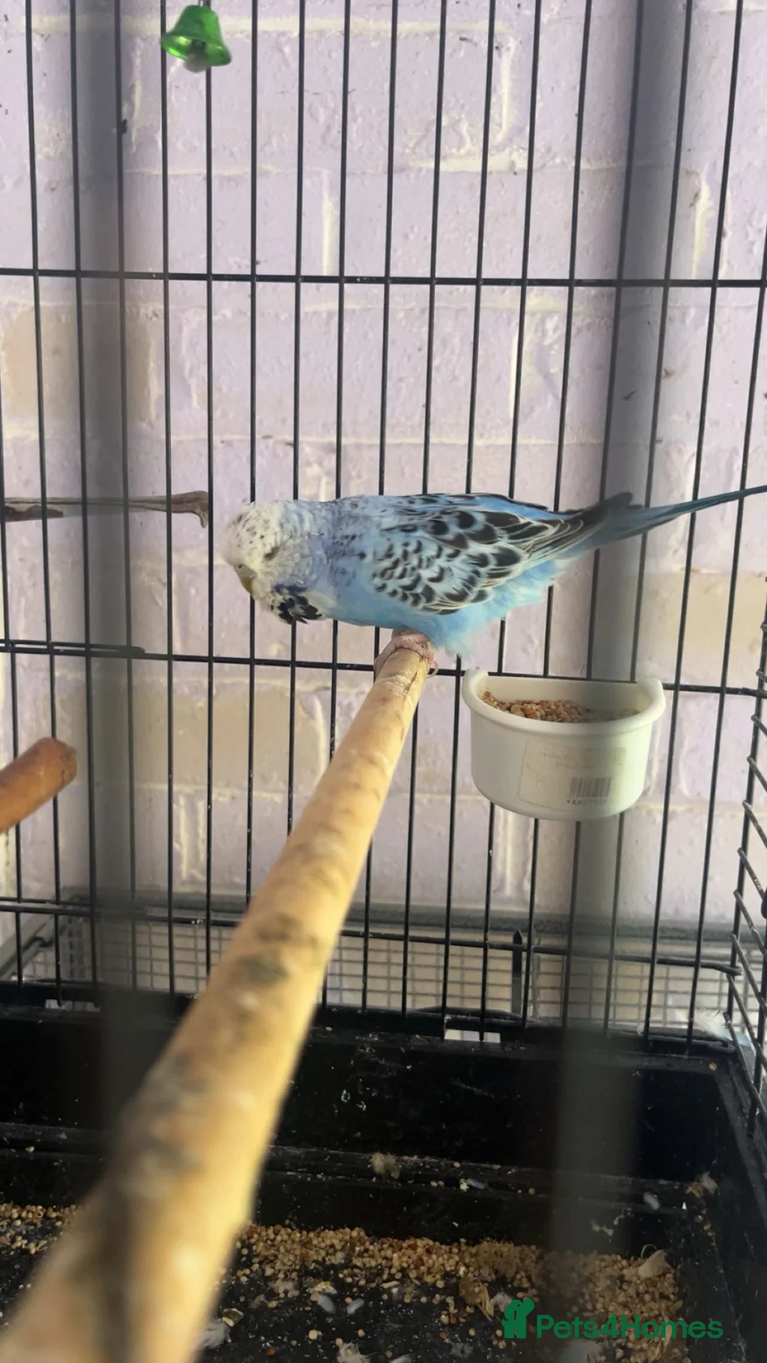 Budgerigars birds for sale: 3 baby budgies - Advert 1