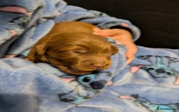 Labradoodle dogs for sale: Labradoodles for sale  - Image 4