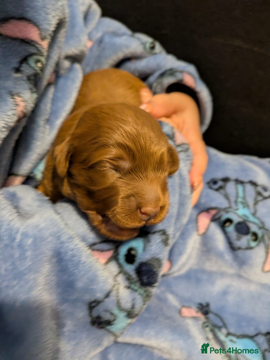 Labradoodle dogs for sale: Labradoodles for sale  - Image 4