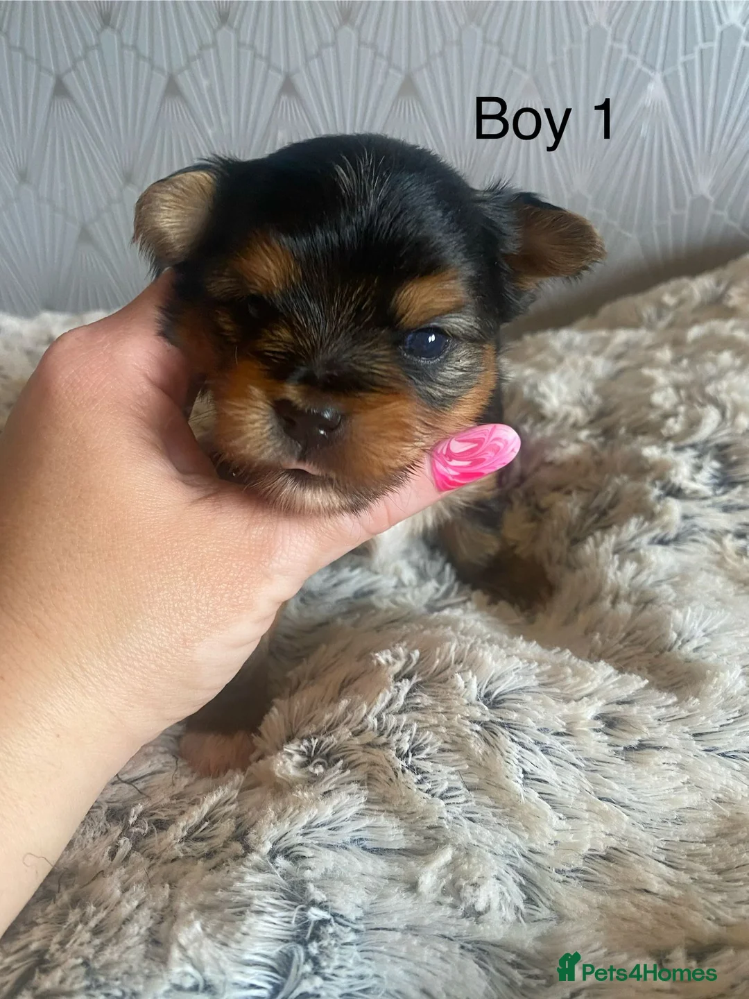Yorkshire Terrier dogs for sale: 🐾 Cute puppies are looking for a loving home! 🐾 - Advert 40