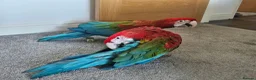 Macaws birds for sale: Gorgeous Baby Greenwing Macaws in Halifax - Advert 7