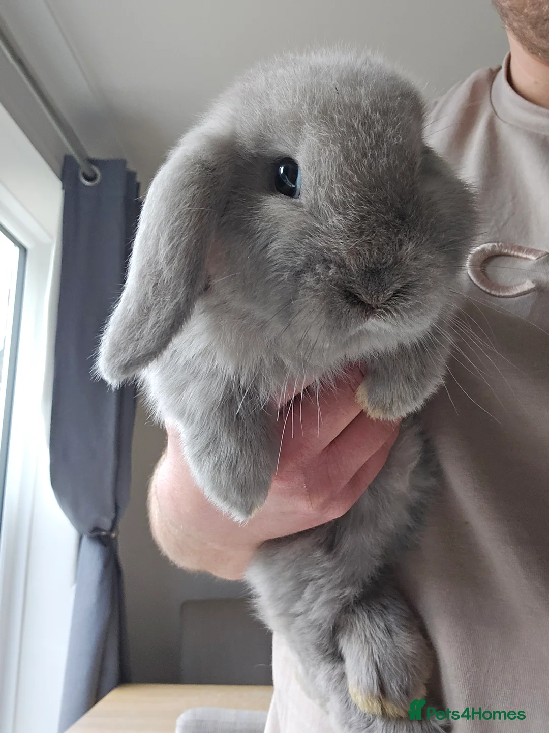 Mini Lop rabbits for sale: Mini lops  - Advert 9