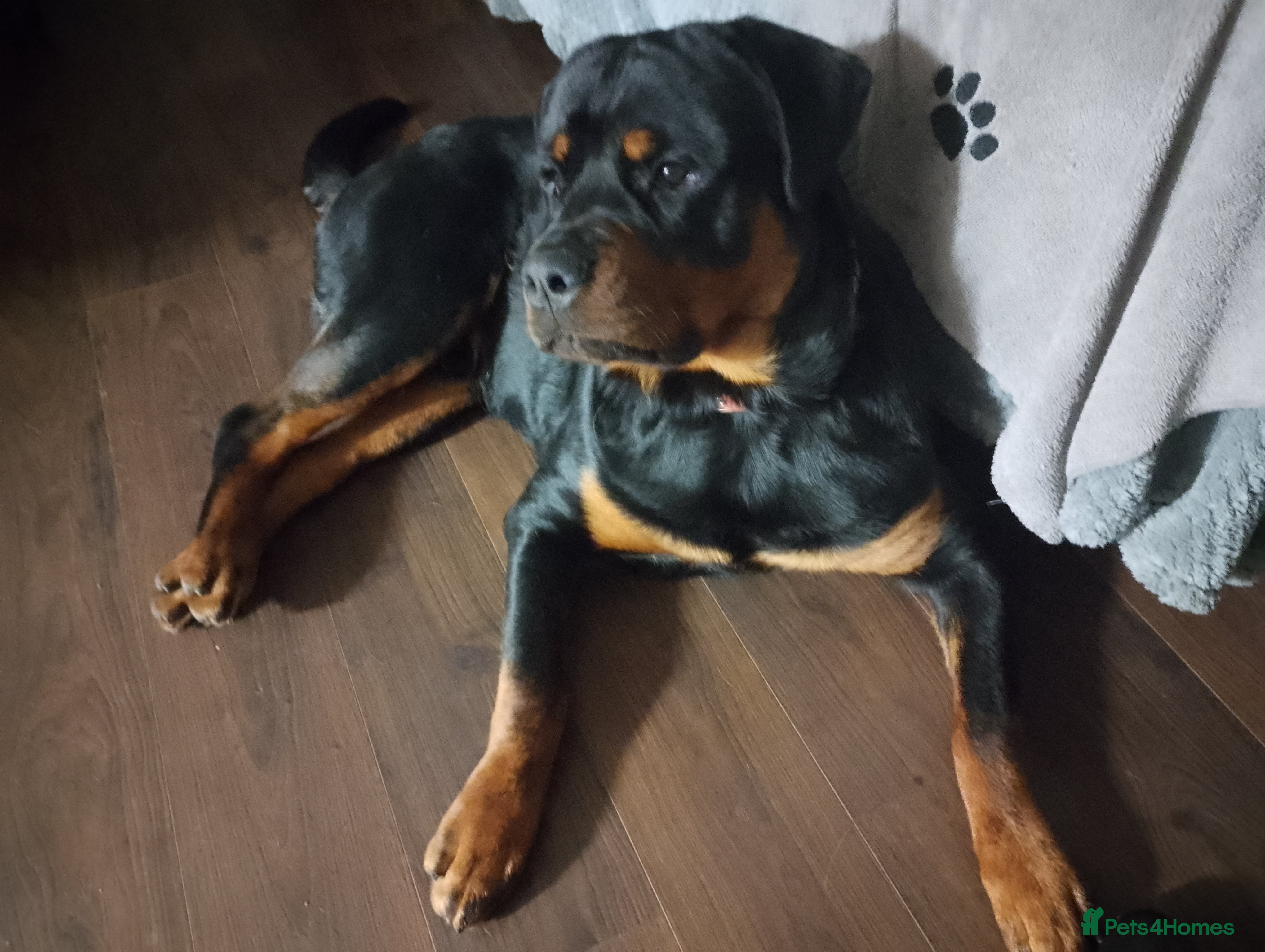 Rottweiler dogs 8Mth Old Rottie Male Pup - Advert 5