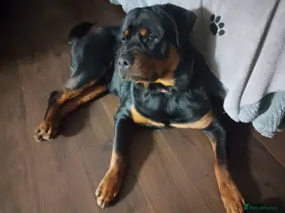 Rottweiler dogs 8Mth Old Rottie Male Pup - Advert 5