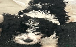 Cockapoo dogs for sale: Three beautiful cockapoos  - Advert 3