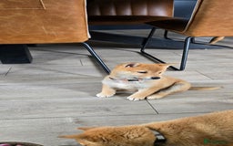 Japanese Shiba Inu dogs for sale: Stunning Shibas  in Llanybydder - Image 18