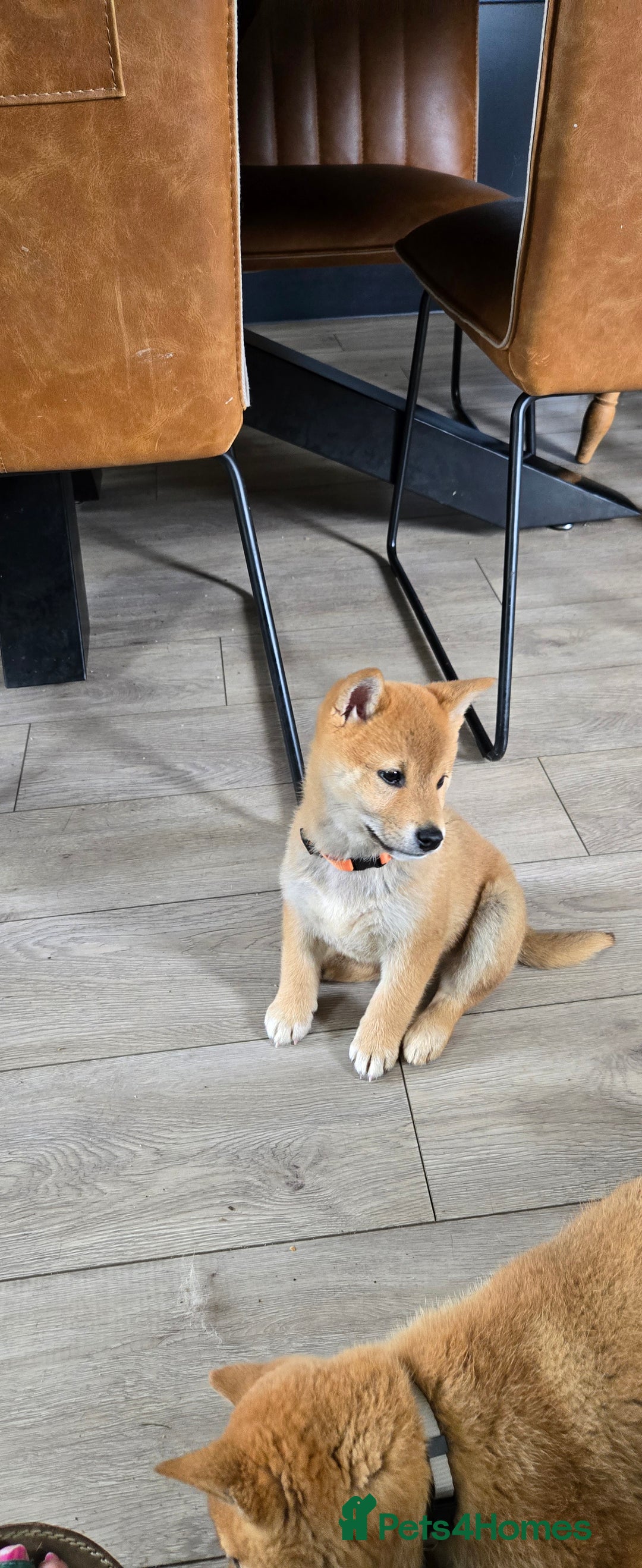 Japanese Shiba Inu dogs for sale: Stunning Shibas  in Llanybydder - Image 18