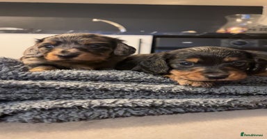 Miniature Dachshund dogs - Advert 1