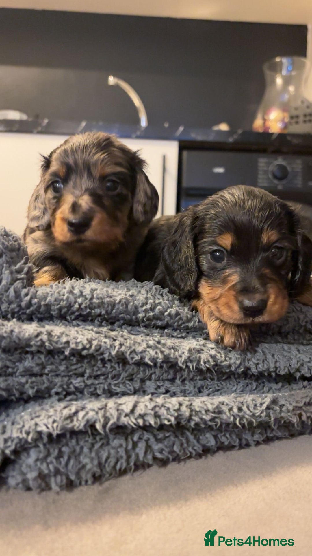 Miniature Dachshund dogs for sale: KC Long Hair 'Mini-Mini' Dachshund Puppies - Advert 12