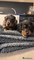 Miniature Dachshund dogs - Advert 6