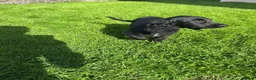 Cockalier dogs for sale: Fully vaccinated  - Advert 3