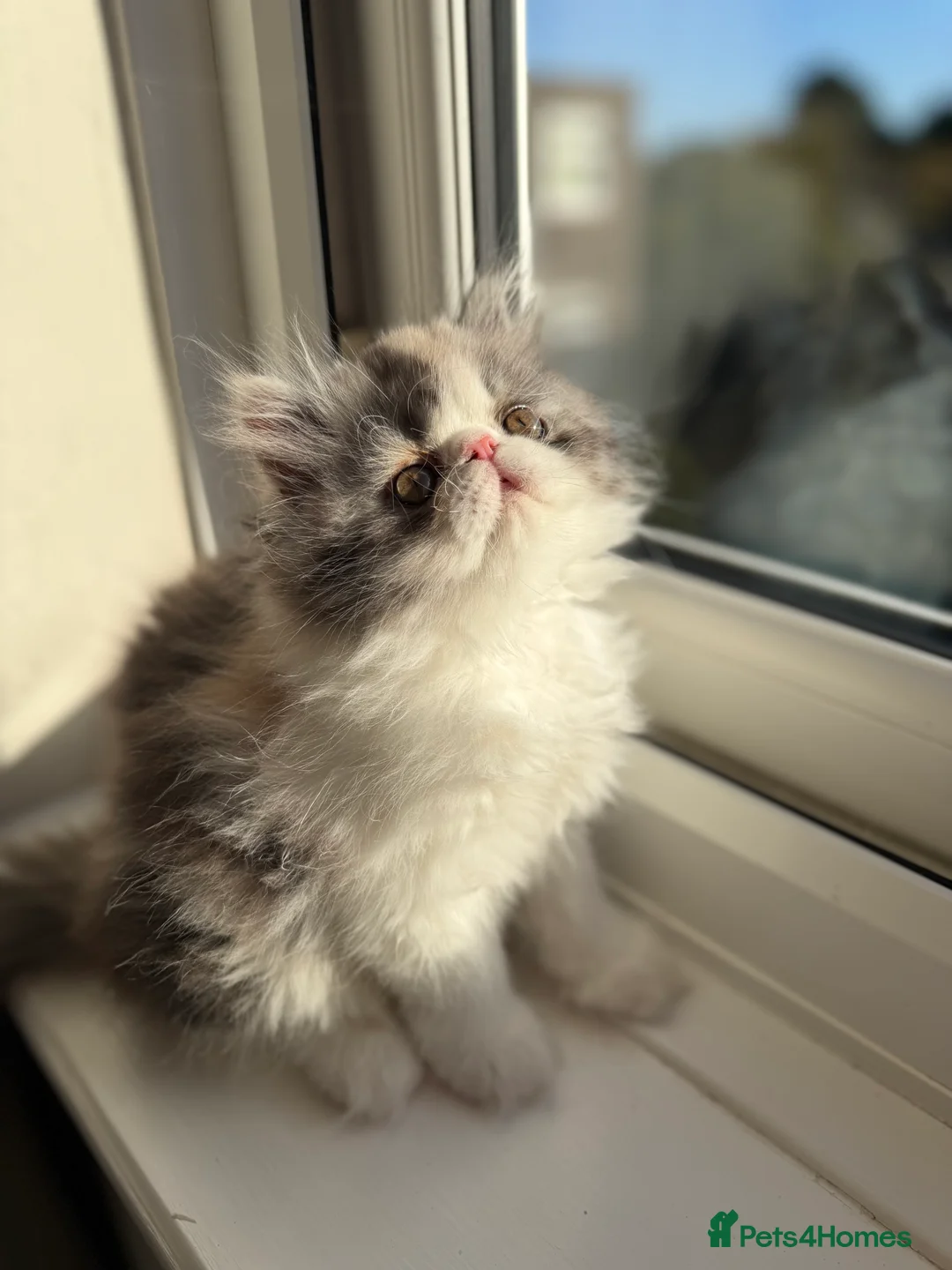 Exotic cats for sale: 2 x exotic shorthair kittens  - Advert 2