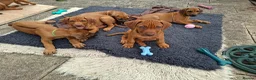 Rhodesian Ridgeback dogs for sale: KC reg,Excellent Ridges,Health checked/Elb/Hip/JME - Advert 11