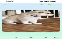 Siberian Husky dogs for sale: BEAUTIFUL SIBERIAN HUSKY PUPPIES  - Image 6