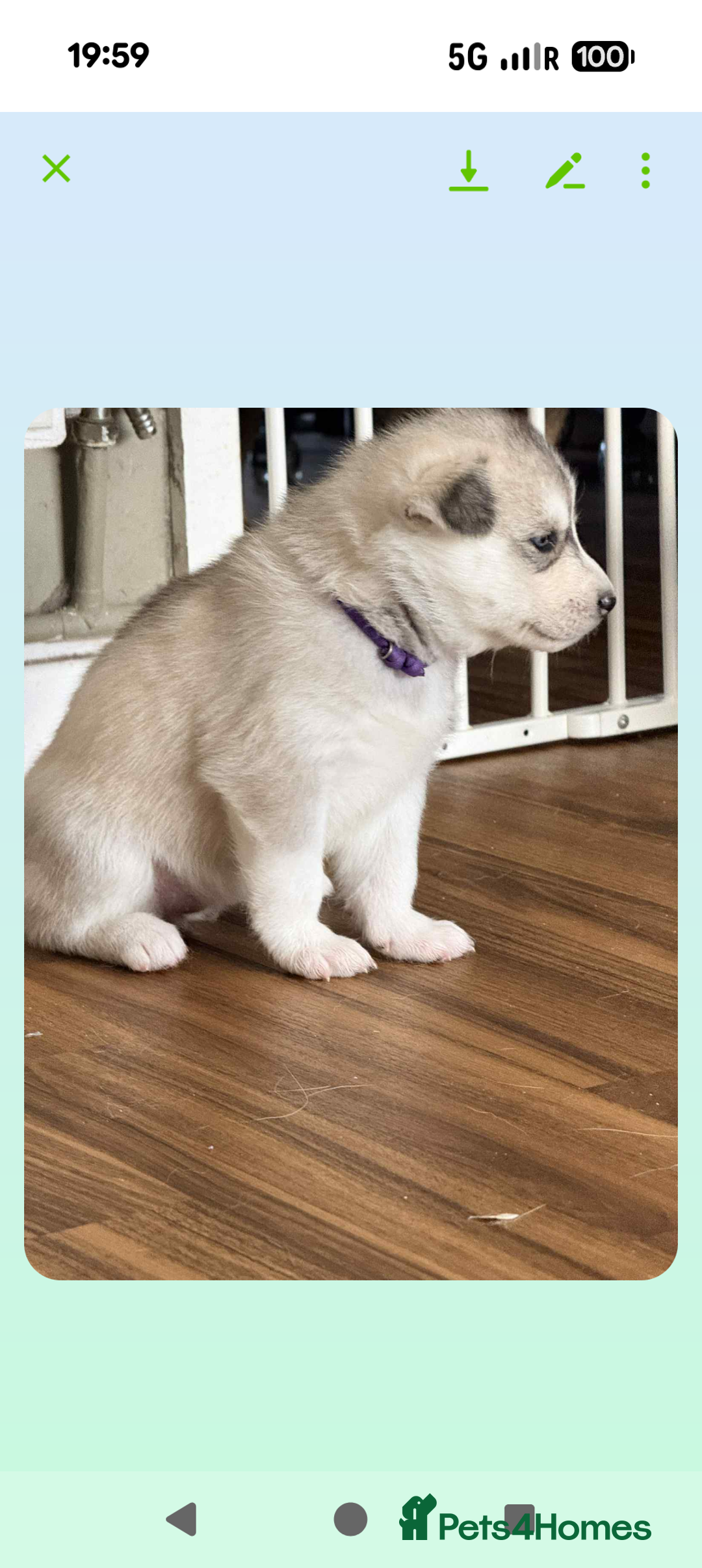 Siberian Husky dogs for sale: BEAUTIFUL SIBERIAN HUSKY PUPPIES  - Image 6