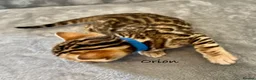 Bengal cats for sale: 🎬 Little Leopard Diaries | TICA Bengal Kittens 🌟 - Advert 6