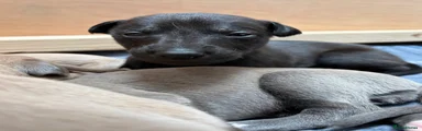 Whippet Puppy 2