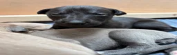 Whippet dogs for sale: Beautiful  KC whippet puppies  - Advert 19