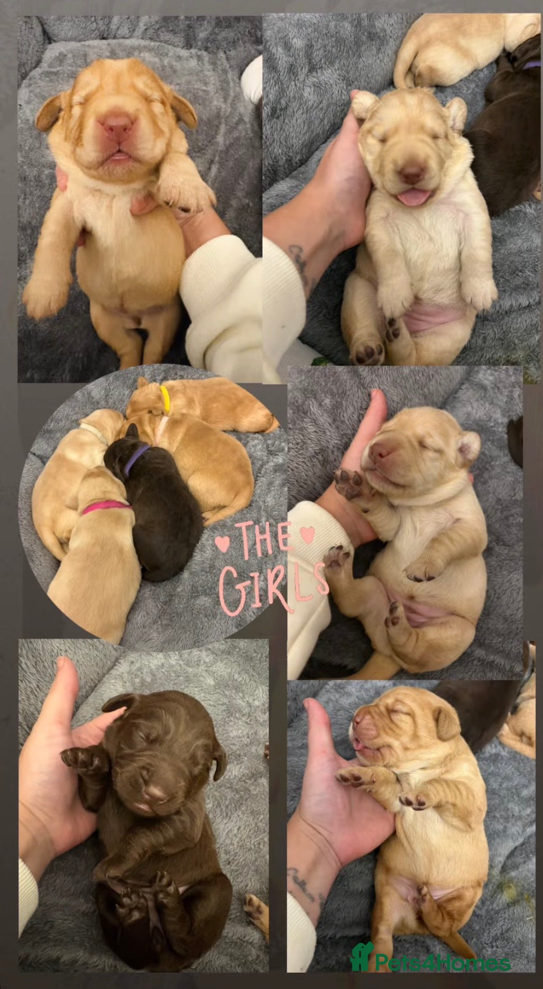 Cockerdor dogs labrador/ cockerdor Puppies  - Advert 14