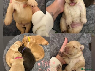 Cockerdor dogs labrador/ cockerdor Puppies - Advert 14