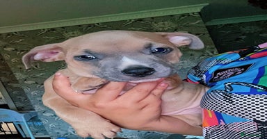 Mixed Breed dogs - Advert 13