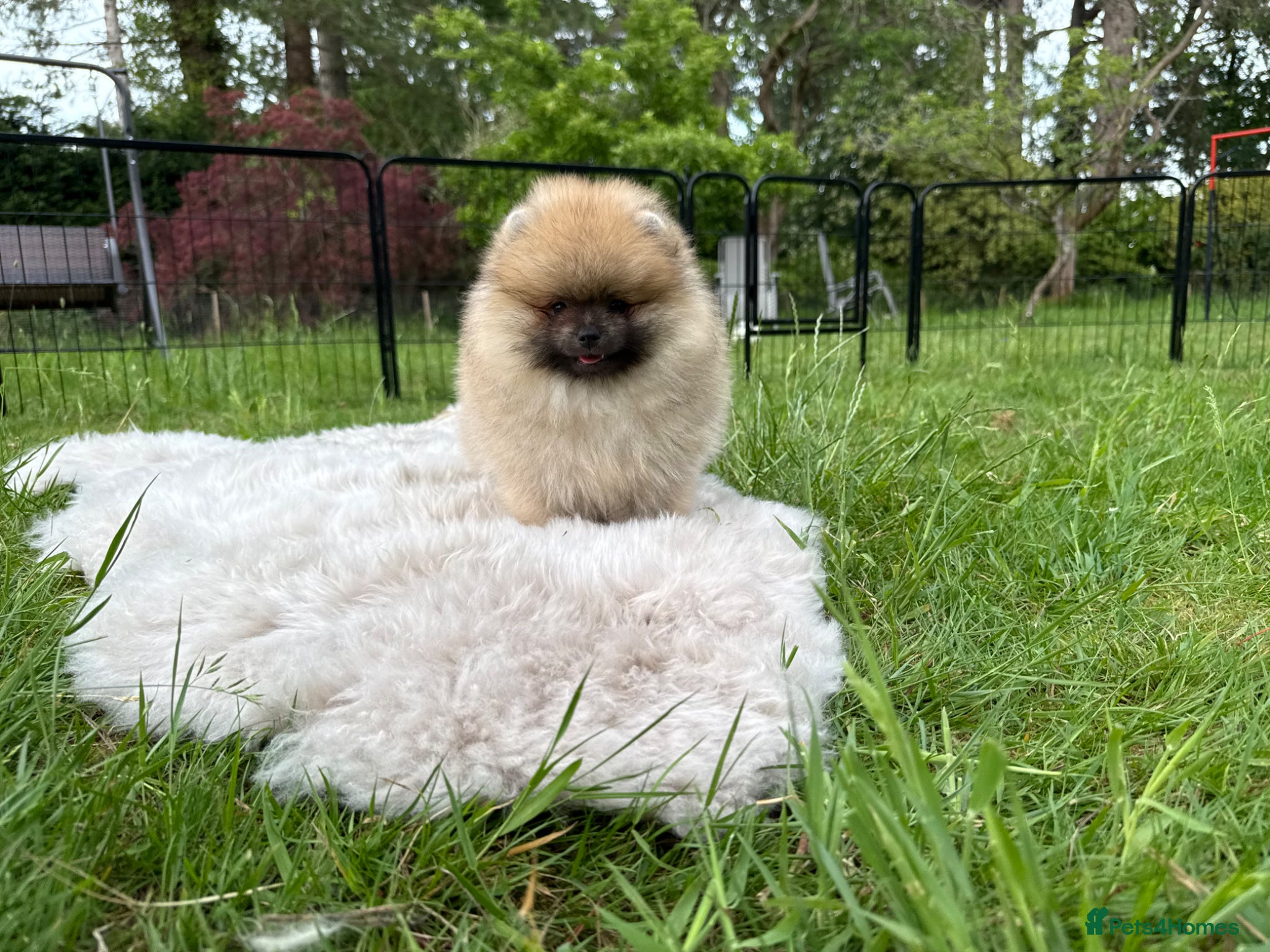 Pomeranian dogs for sale:  Rare colour Russian line Teddy Bear Pom Puppies ✨ - Advert 5