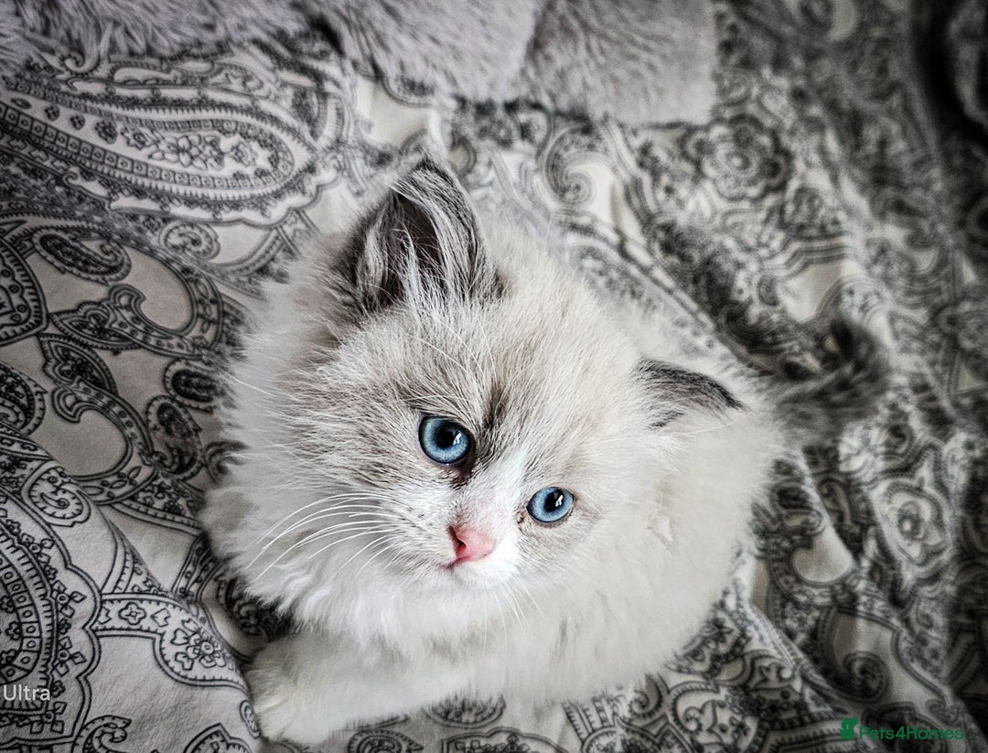 Ragdoll cats for sale: Ragdoll  - Image 7