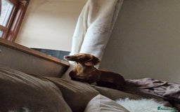 Miniature Dachshund dogs for sale: *LAST BOY* PRA CLEAR MINIATURE DACHSHUND PUPPIES  - Image 11