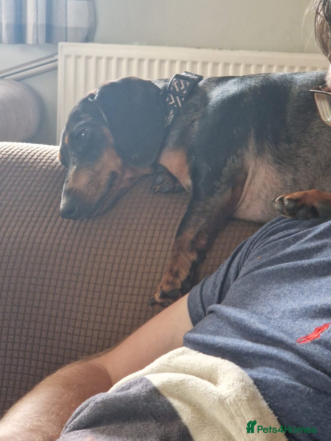 Dachshund dogs for adoption: 💖🐶 Ginny 🐶💖 - Image 5