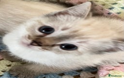 Ragdoll cats for sale: Pure Ragdoll Boys – Raised with Mum in Family Home - Image 12