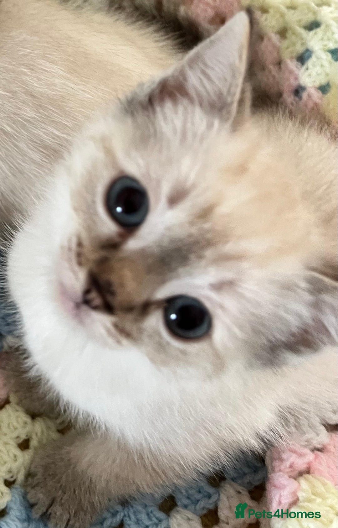 Ragdoll cats for sale: Pure Ragdoll Boys – Raised with Mum in Family Home - Image 12