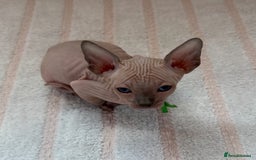 Sphynx cats for sale: Four beautiful Sphynx kittens for sale 🤍 - Image 15