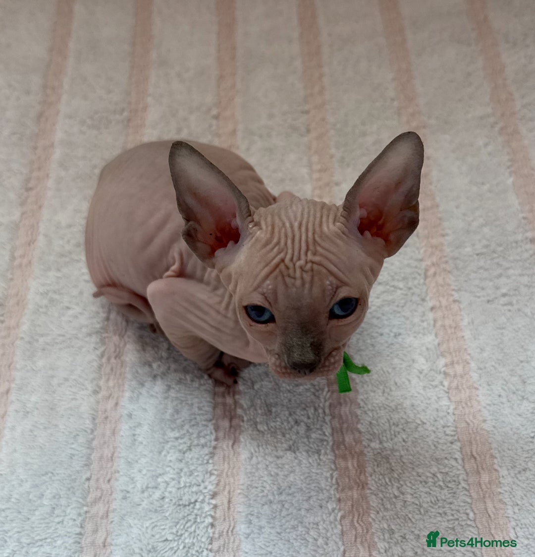 Sphynx cats for sale: Four beautiful Sphynx kittens for sale 🤍 - Image 15