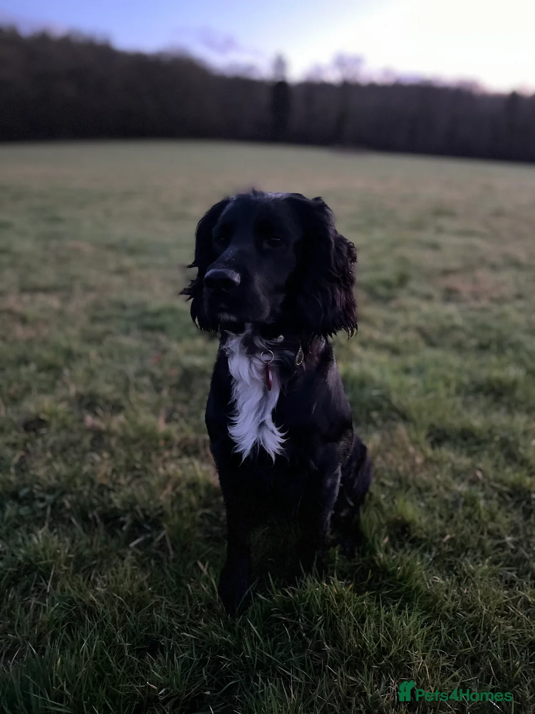 Cocker Spaniel dogs for stud: Working cocker spaniel for stud  in Southam - Advert 4