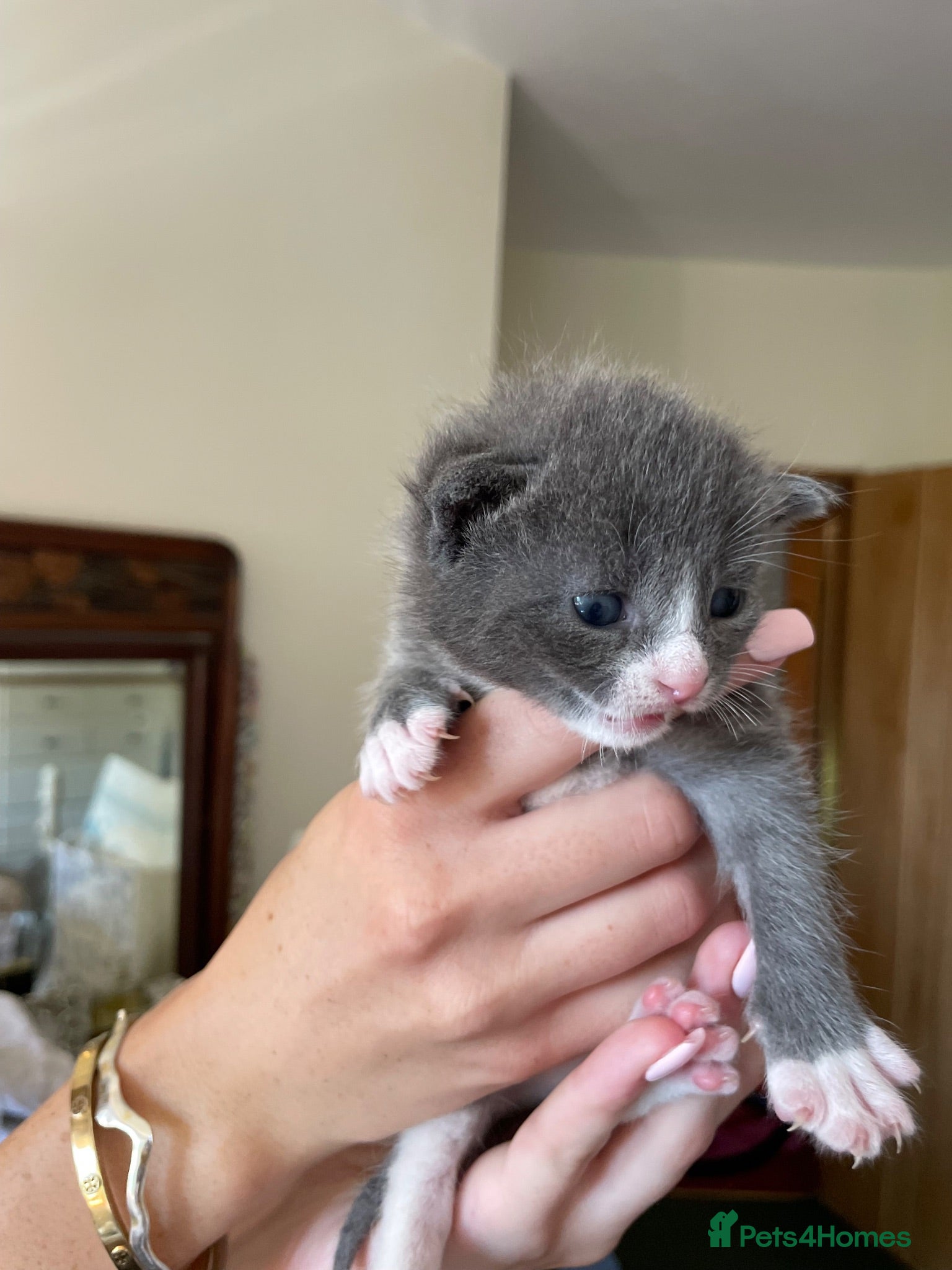 Mixed Breed cats Russian blue/British short hair  - Advert 1