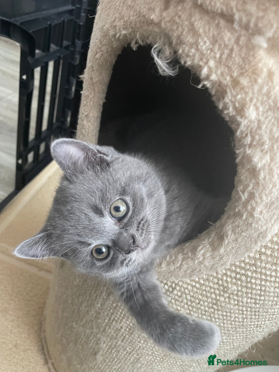 British Shorthair cats for sale: 5  BSH kittens - Image 5