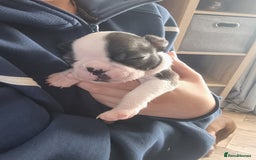 Boston Terrier dogs for sale: Boston Terrier pups - Image 15