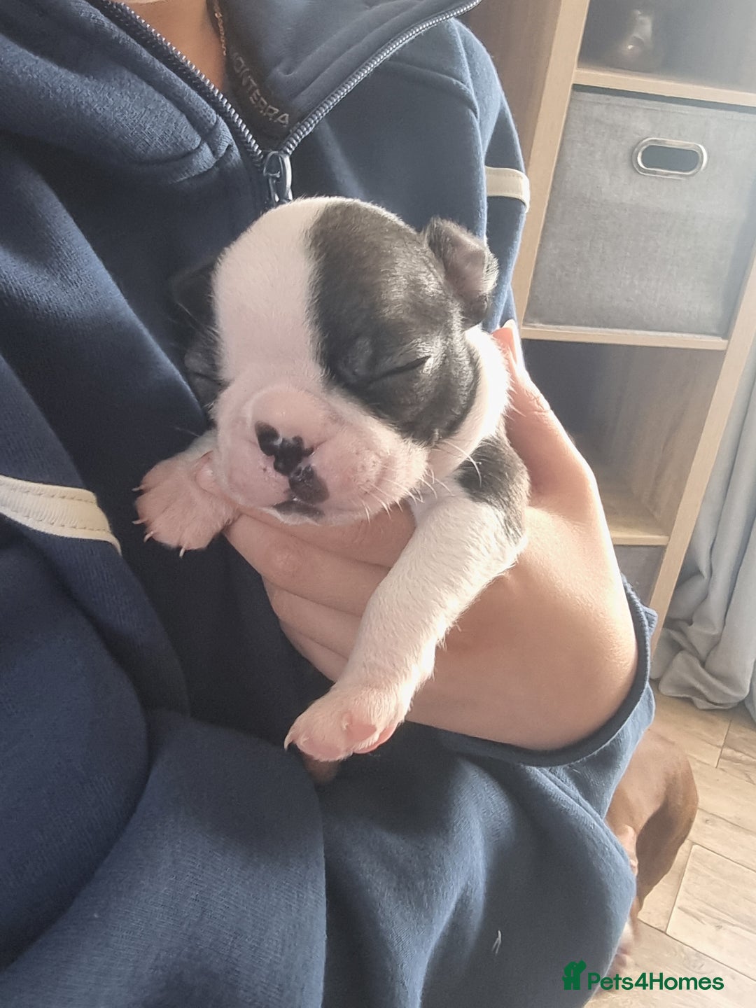 Boston Terrier dogs for sale: Boston Terrier pups - Image 15