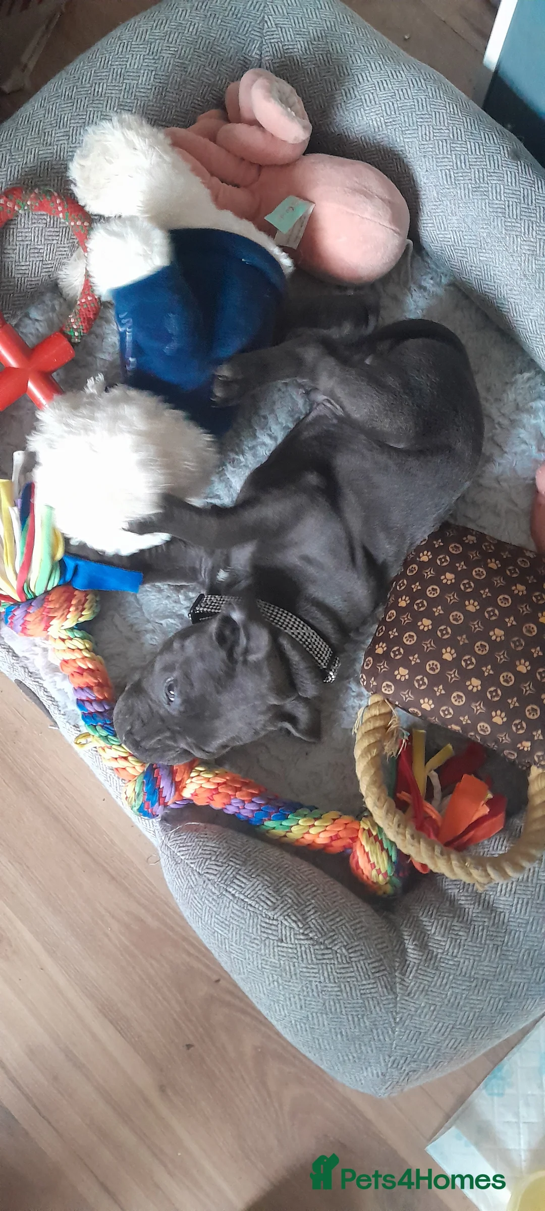 Staffordshire Bull Terrier dogs for sale: Male Blue staffy Troy - Advert 29