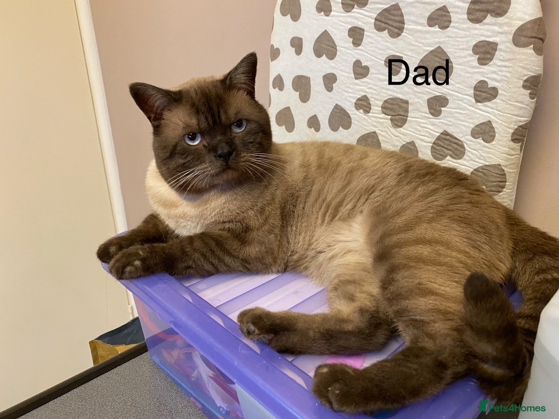 British Shorthair cats for sale: Beautiful Colour point kittens available now! - Advert 1