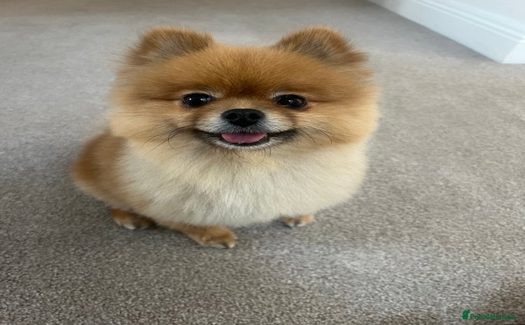 Pomeranian dogs - Advert 2