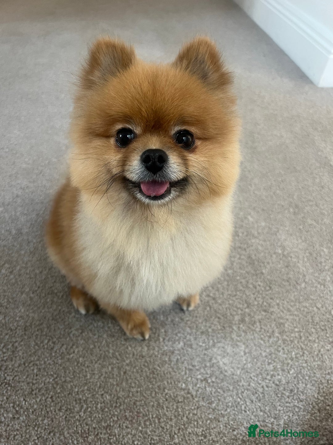 Pomeranian dogs for sale: RUNA  - Image 1