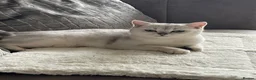 British Shorthair cats for sale: 13 mth old Beautiful Black Silver Tipped girl  - Advert 5