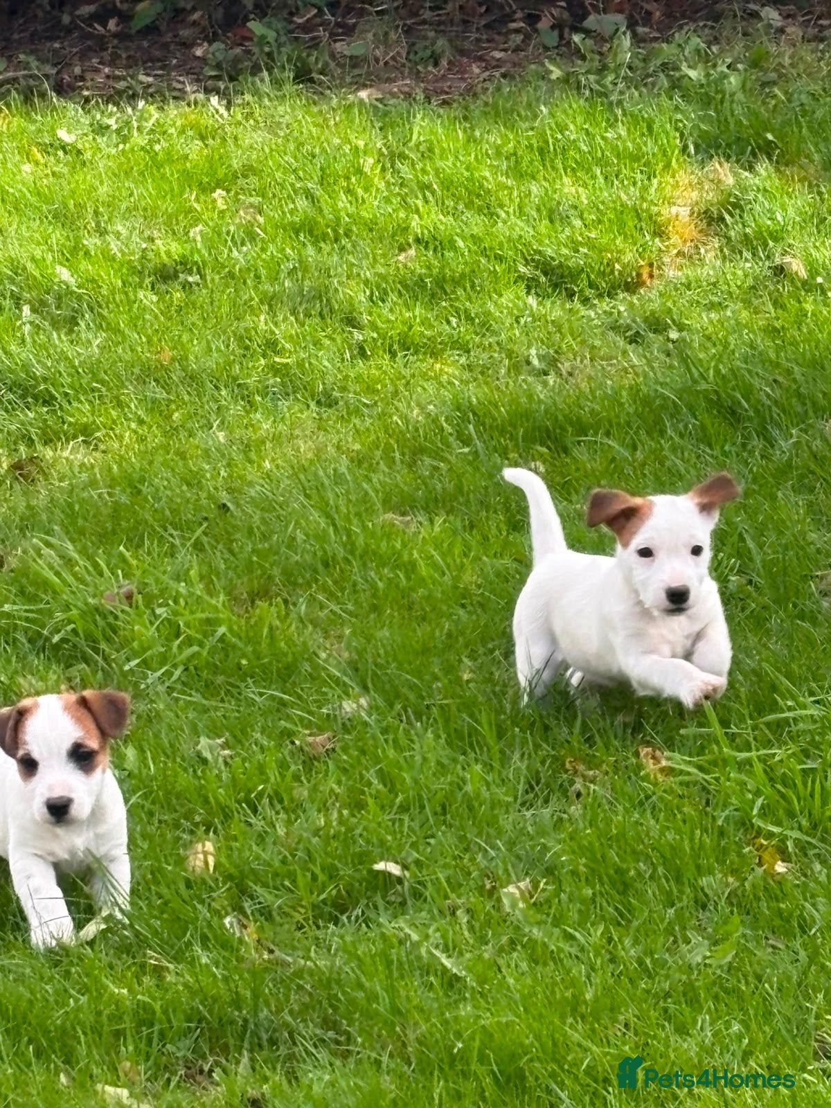 Jack Russell dogs 3 female Jack Russell puppies ready to go - Advert 6